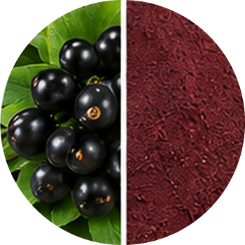 Black Currant cutout